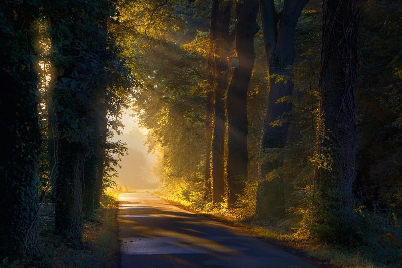 Nature Walk